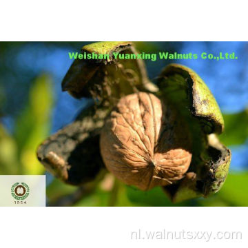 Populair onder de veteraan -kopers Walnut Kernels